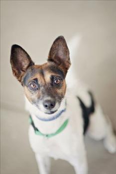 Benji